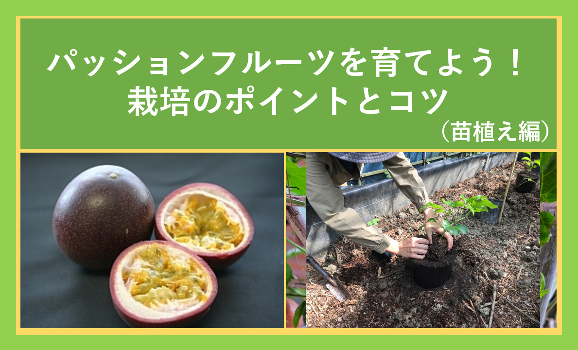 パッションフルーツの育て方 栽培方法のポイント コツ 注意事項 おきなわしあわせブログ