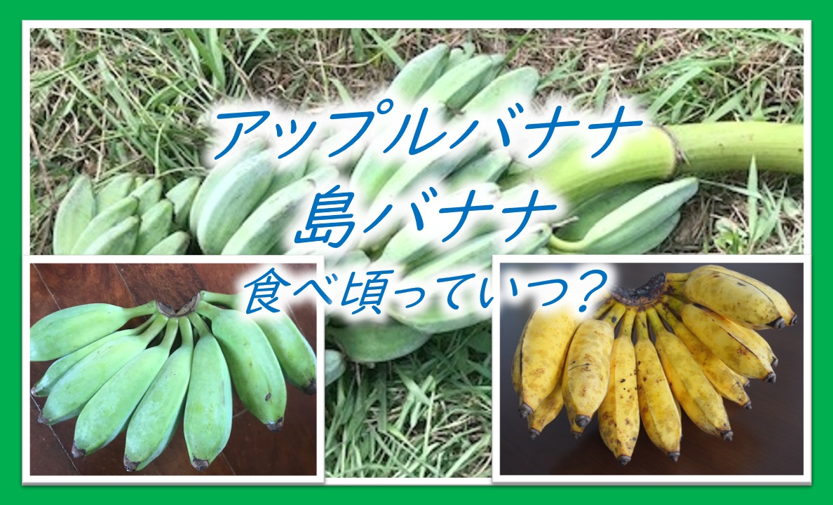 沖縄産アップルバナナ｜食べ頃や旬、島バナナとの違いについて紹介｜どこで売ってる おきなわしあわせブログ
